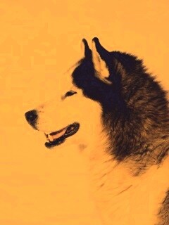 Хаска улыбается обои