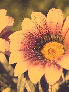 Два цветка обои