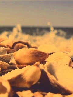 Морские ракушки обои