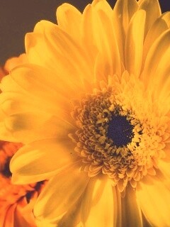 Желтый гербер обои