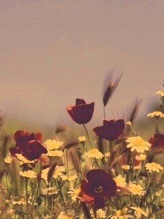 Цветы в поле обои