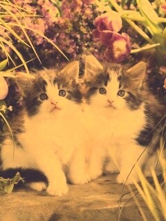 Котята в цветах обои