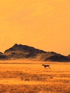 Мустанг в прериях обои