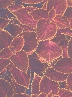 Красные листья обои