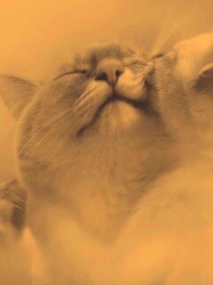 Котята с мамой обои