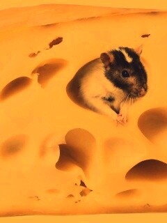 Мышка в сыре обои