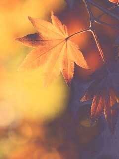 Осенние листья обои