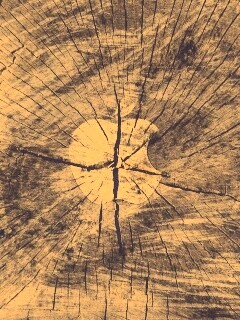 Логотип Apple на бревне обои