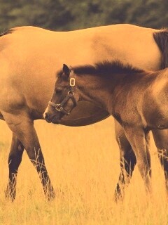 Жеребенок и беременная кобыла обои