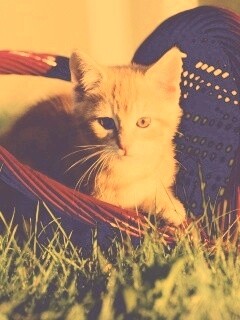 Рыжий котенок в корзине обои