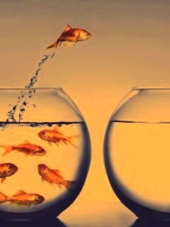 Побег рыбки обои