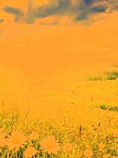 Летний восход обои