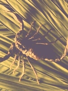 Скорпион на траве обои