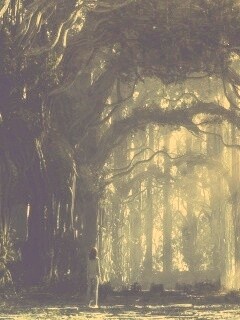 Одна в сумеречном лесу обои