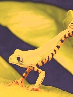 Лягушка переползает с листа на лист обои