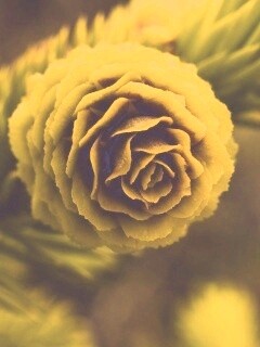 Молодая шишка обои