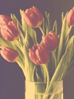 Букет тюльпанов обои