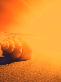 Золотистая ракушка обои