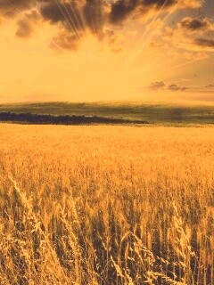 Восход над пшеничным полем обои