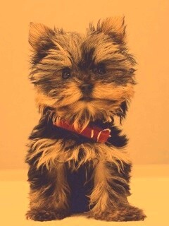 Щенок в красном ошейнике обои