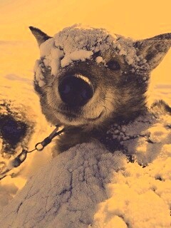 Собачка под снегом обои