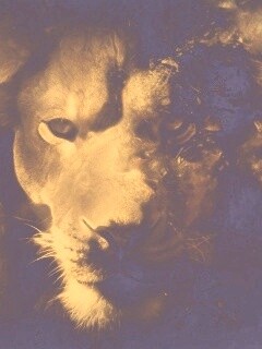 Фас льва обои