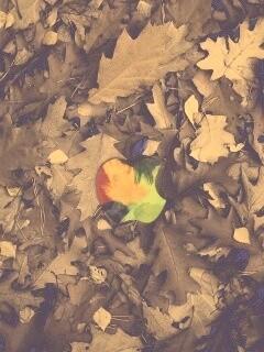 Эпл в сухой листве обои