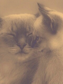 Кошка с котенком обои