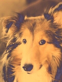 Колли с умными глазами обои