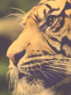 Взгляд тигра обои