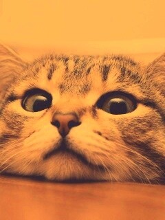 Любопытный котейка обои