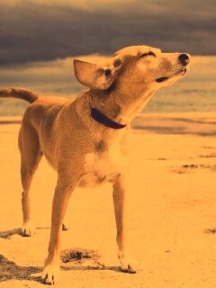 Собака на пирсе обои