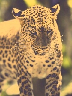 Леопард в сингапурском зоопарке обои