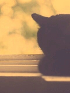 Дремлющий на окне черный кот обои