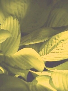 Хитросплетение зеленых листьев обои