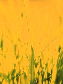 Ярко зеленая трава обои