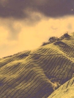 Чайные поля обои