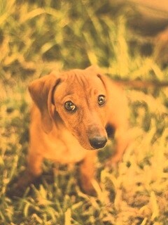 Маленькая милая такса обои