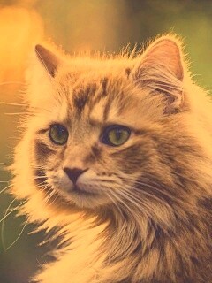 Рыжий кот в лучах солнца обои