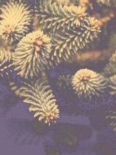 Хвойные иголки обои