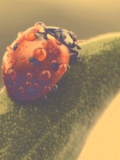 Божья коровка в макро обои
