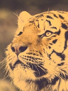 Амурский тигр обои