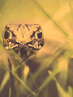 Змея в траве обои