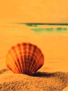 Раковина на летнем бережке обои