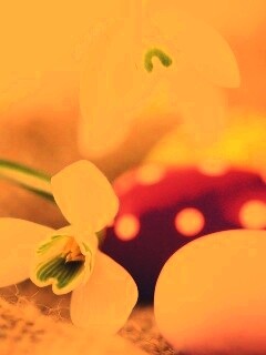 Белый цветок и яйца обои