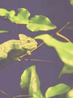 Хамелеон в листве обои