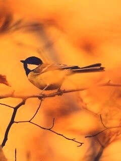 Синичка в желтой листве обои