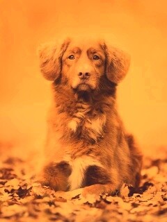 Осенний пес обои