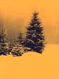 Ёлки в сугробах обои