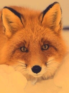 Рыжая лиса в снегу обои